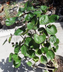 Caudex shrub 01 3-15-12.JPG